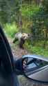 man feeding brown bear_thumb.jpg