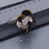 bug-bug-shaker