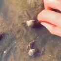 crab protecting girlfriend_thumb.jpg