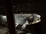 IMG_20250704_204810