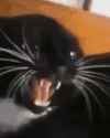 pusikatt_thumb.jpg