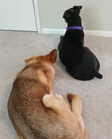 Chiens