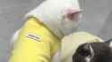 RPReplay_Final1743215878_thumb.jpg
