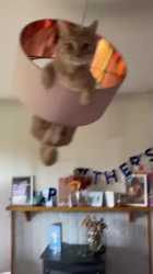 1751501998143_thumb.jpg