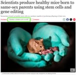fag mice