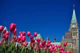 tulip festival