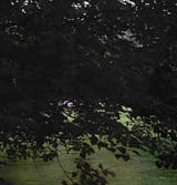 IMG_0776