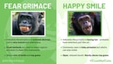 fear-grimace-vs-smile-1024x576