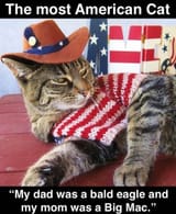 most-american-cat-my-dad-bald-eagle-and-my-mom-big-mac
