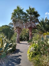 ventnorbotanicgardenpalms