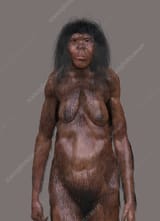 C0388734-Homo_erectus_female,_illustration