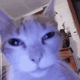 gato-withrock