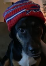 doggydoggydoggy