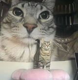 doubblecat