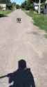 hohol nades dog_thumb.jpg