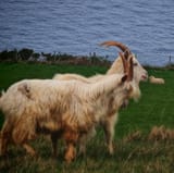 IMG_1227
