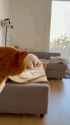 cat dog hump_thumb.jpg