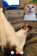 cat couple