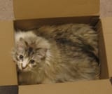 Cat in box