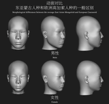asian skull compared to caucasian skull