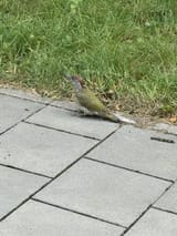 IMG_0795