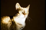 outoffocusflashpuss
