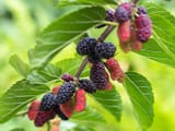 mûrier