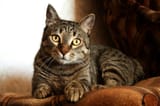 idade-de-gato-1024x683