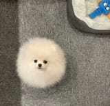 orb