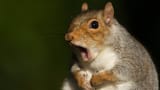 squirrel scream photo