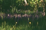 pretty weeds