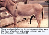 bible_donkey
