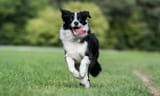 Border-Collie_Featured-Image-1928784