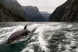 dolphon