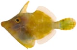 Monacanthus_ciliatus_-_pone.0010676.g193