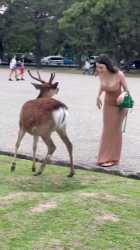 Tourists Stunned by Smart Deer in Nara Park – Beautiful Reactions!_thumb.jpg
