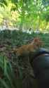 kitten caught on the cat camera_thumb.jpg