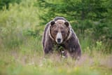Bear-attack-stats-in-the-US-scaled[1]