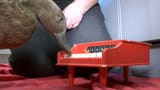 anka spelar piano