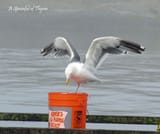 Crabbibg 4