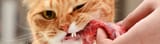 cat-eating-raw-meat-header