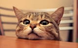 staring-cute-cat-love-cw9lu6mgbjc3gesf
