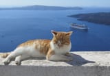 greek cats