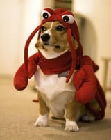 corgi