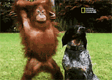 giphy