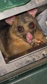 possum2