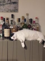 alcoholic cat