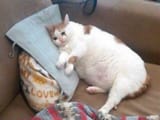 sad cat fat