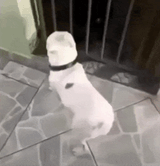 dog-dog-booty-shake