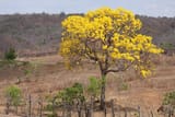 ipecaatinga